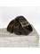 Ремень WILD BEAR RM-132 Brown Buffalo (125 см) 4d25c4c0-775a-11f0-0a80-05c2000e21c1